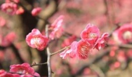 江苏省人民医院试管婴儿费用公开，生殖中心助孕至少3万